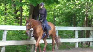 Как работать шенкелем на строевой рыси. Уроки верховой езды.