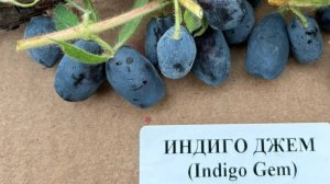 Жимолость Индиго Джем
