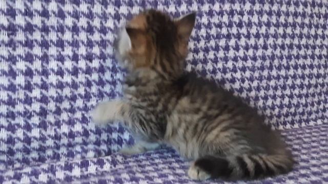 Сибирская кошечка-милашка лесного окраса Forest Siberian sweet kitty 2 month смотреть онлайн