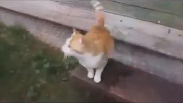 Только русские коты так могут Смешно до боли смотреть онлайн