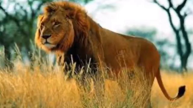 Продолжение серии "Животные мира" смотреть онлайн