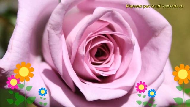 Роза чайно-гибридная Блуе Берд. Краткий обзор, описание характеристик, где купить Blue Bird смотреть онлайн