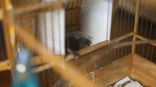 Двухнедельные птенцы зеленой канарейки смотреть онлайн