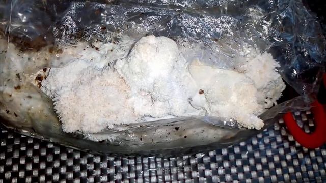 Lions mane, урожай | Берем споровый отпечаток, клонируем | Готовим вкуснейший гриб смотреть онлайн