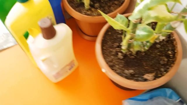 мои помощники - ЧИСТЯЩИЕ И МОЮЩИЕ СРЕДСТВА В МОЕМ ДОМЕ !!! смотреть онлайн