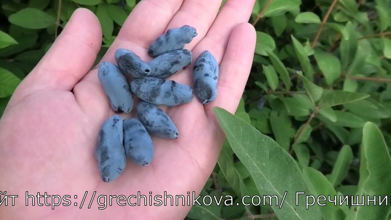 ЧУЛЫМСКАЯ сорт жимолости съедобной смотреть онлайн