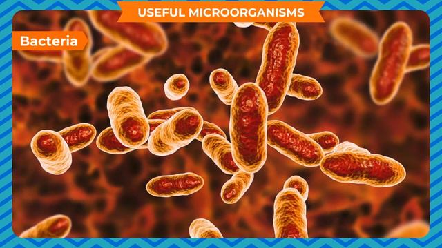 MICRO ORGANISMS : FRIEND AND ENEMY CLASS-8 смотреть онлайн