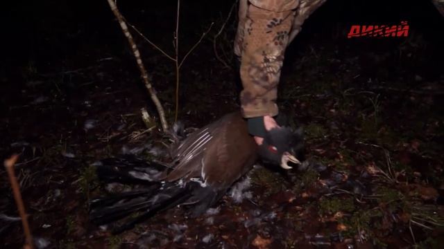 Своя охота. Глухарь на току. смотреть онлайн