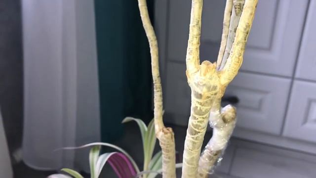 Как пробудить спящий цветонос у орхидеи легко и без затрат...и почки у ДРАЦЕНЫ смотреть онлайн