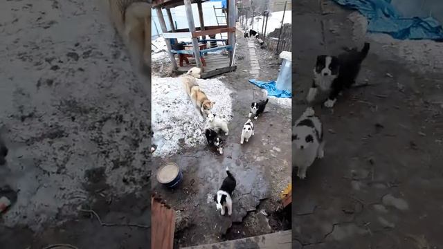 Кормление щенков Якутской лайки. смотреть онлайн