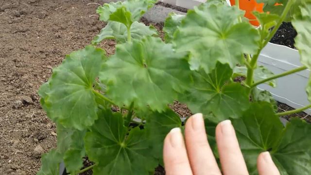 Рассада. Обзор рассады дома и в теплице. Конец марта 2020г.