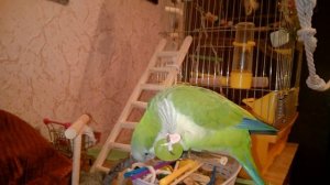 Попугай калита монах-квакер Арчи