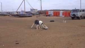 ВОЛК ПРОТИВ АЛАБАЯ. ЭПИЧНАЯ СХВАТКА. КТО ПОБЕДИТ ?