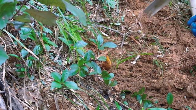 跟婆娘吵架一个人默默的跑去挖冬笋，这收获挖的人都没劲了。 смотреть онлайн