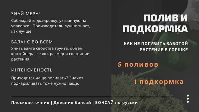 Туя в горшке.Как вырастить бонсай из семян. Часть 1 смотреть онлайн