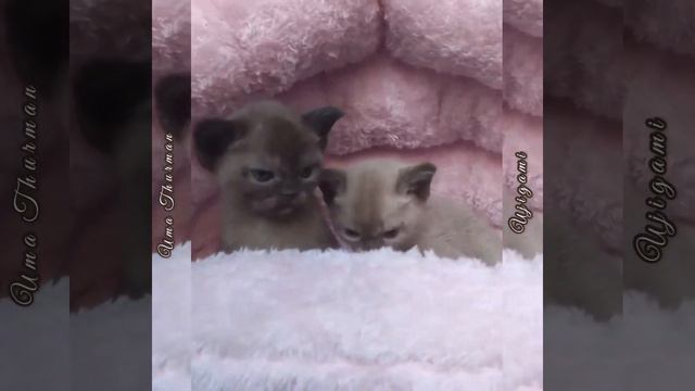 Бурманские котята питомника Freya Way смотреть онлайн