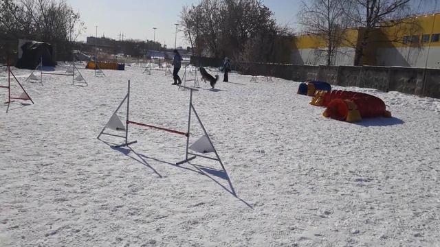 Маламут Герда #dogdreamschool аджилити трасса для новичков смотреть онлайн