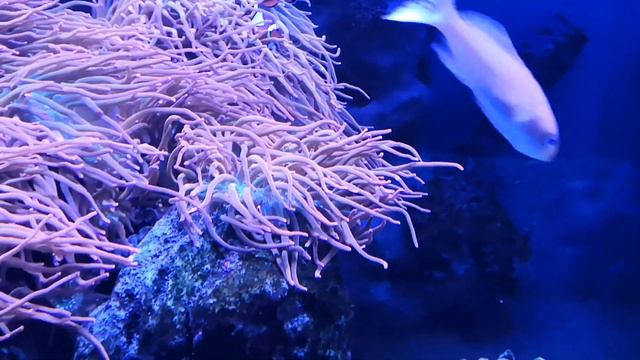 Океанариум / Vegas Oceanarium смотреть онлайн