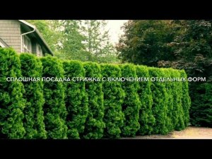 FixGarden: туя Брабант - виды посадок