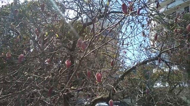 Вальс цветов . Тюльпановое дерево..mp4 смотреть онлайн