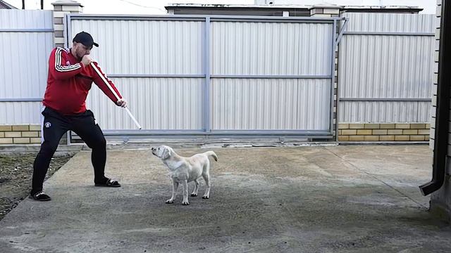 Веселый Щенок Породы Лабрадор - Ретривер Играет на Улице с Хозяином смотреть онлайн