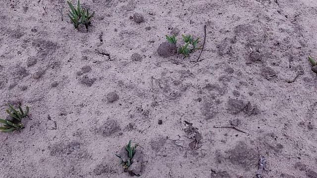 Всходы чеснока посаженного целыми головками.