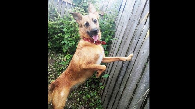 Маленький комочек лежал один, еле шевелясь, кто бы мог подумать что там маленький щенок! смотреть онлайн