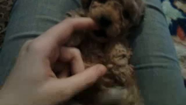 Mаленький Кусака