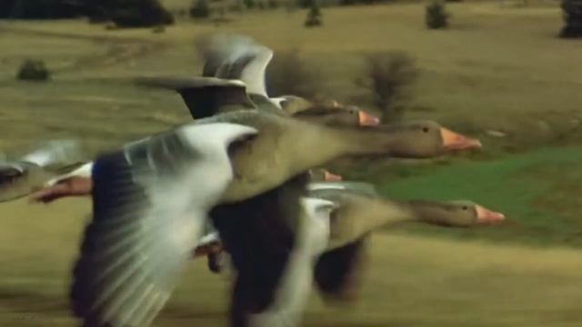 Полет диких гусей смотреть онлайн