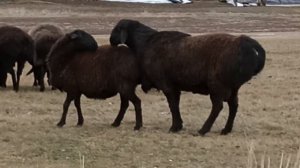 Гиссарские, эдильбаевские овцы, 18.11.2023г.(краткий обзор).