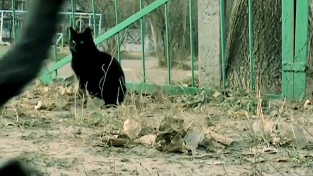 Осторожно! Бешенство смотреть онлайн