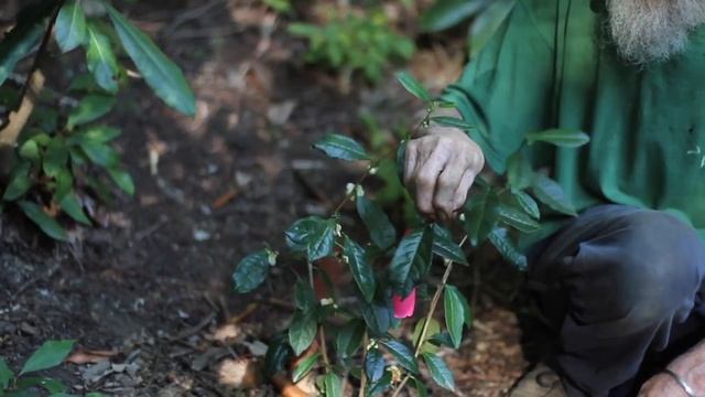 Tea Plant (Camellia sinensis) смотреть онлайн