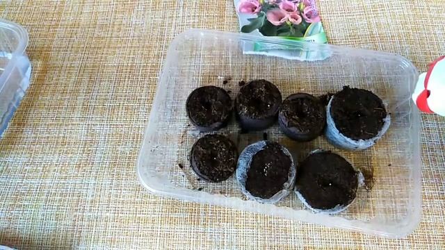 Сажаем, на рассаду эустому. смотреть онлайн