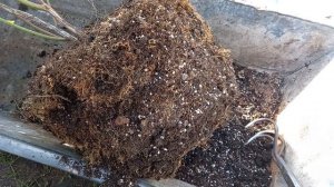 Агроперлит  при выращивании голубики.