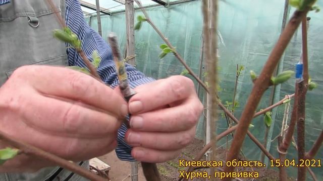 Хурма. Прививки. Обзор прививок. Начало цветения смотреть онлайн