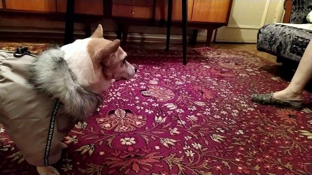 Собаку разморило от тёплой куртки.mp4