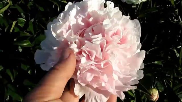 Лавли Луиза пион розовый смотреть онлайн