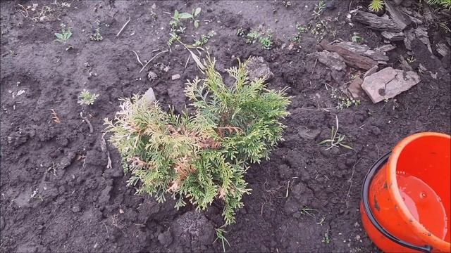 Почему пожелтела туя, заболевания хвойников. Туи до и после лечения. Diseases Of Conifers