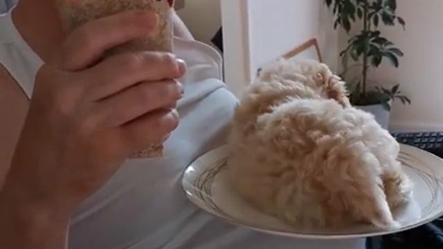 Когда сильно проголодался смотреть онлайн