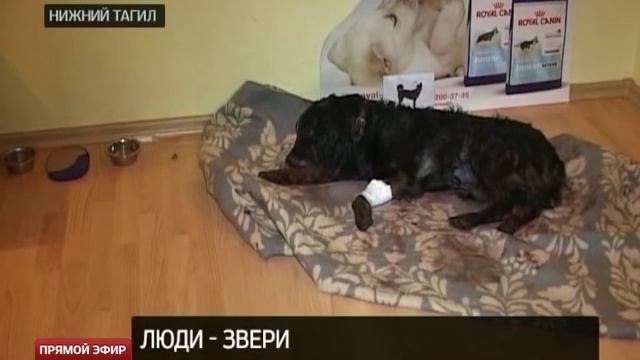 Тагильчане собирают деньги на лечение изуродованной собаки смотреть онлайн