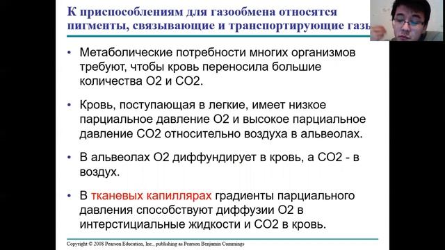 Урок 12. Дыхательная система. Механизм дыхания, газообмен. смотреть онлайн