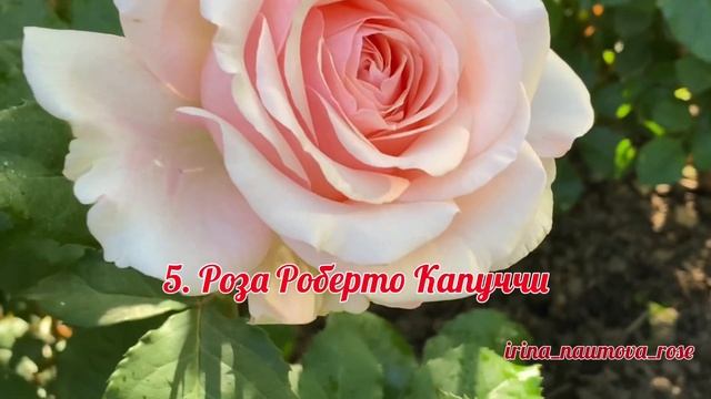 Клумба розовых роз.?????? смотреть онлайн