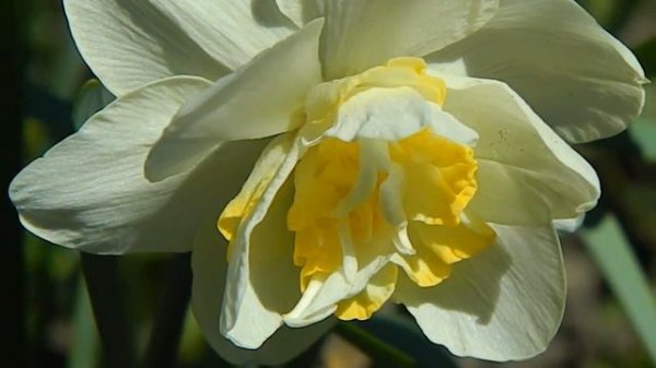 Нарцисс White Lion  часть_1