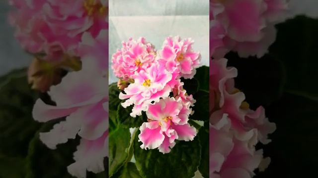 АВ-Арбузный снег