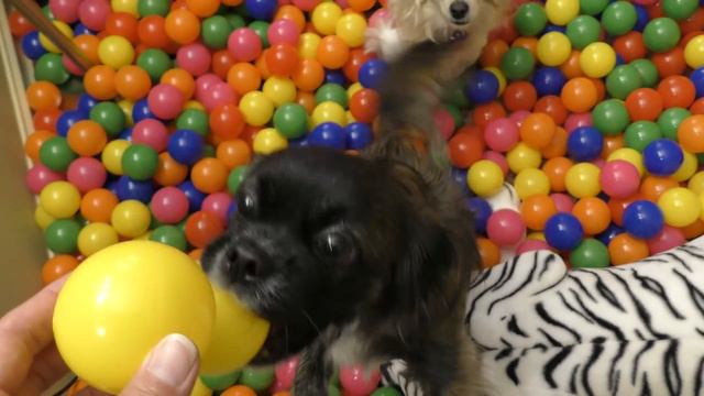 TURNING TYLER'S ROOM INTO A HUGE MESS | PRANK ON TYLER | We Are The Davises смотреть онлайн