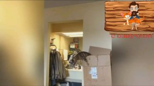 смешные котики 2 часть