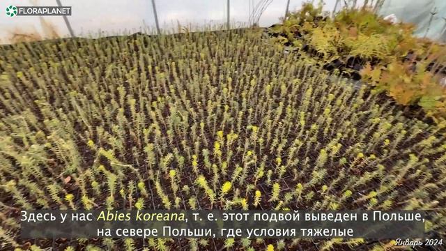 Питомник польского коллекционера🌲Новые прививки редких хвойных смотреть онлайн