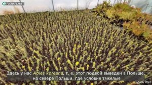 Питомник польского коллекционера🌲Новые прививки редких хвойных