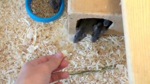 Как приручить крысу. Приручение крыс к рукам