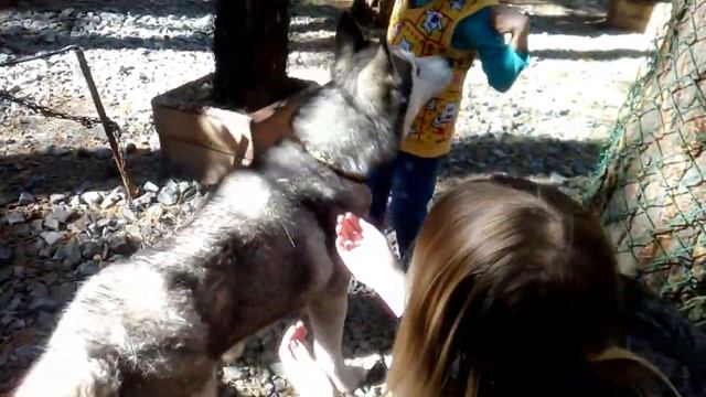 Весёлые выходные в Абзаково (Башкирия) смотреть онлайн